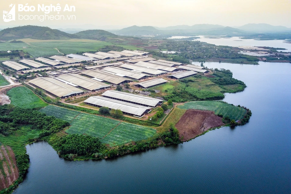 Cụm trang trại đạt kỷ lục thế giới của Tập đoàn TH: Đòn bẩy cho phát triển nông nghiệp sạch Việt Nam